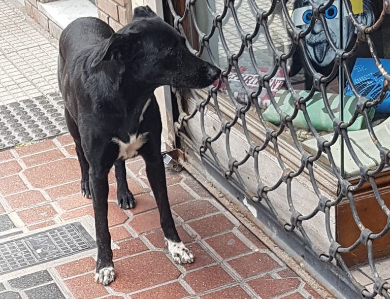 Perro Perdido En Villa Del Parque Devotohoy El Primer Portal De Villa