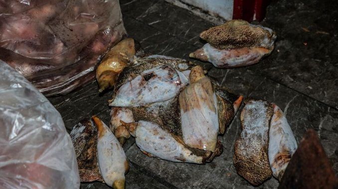 DECOMISO-CARNE-BALVANERA-09-05-2018-004_preview - copia