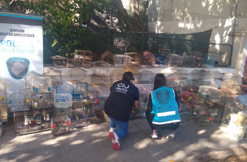  Rescatan cardenales, canarios y cotorras en el barrio de Liniers