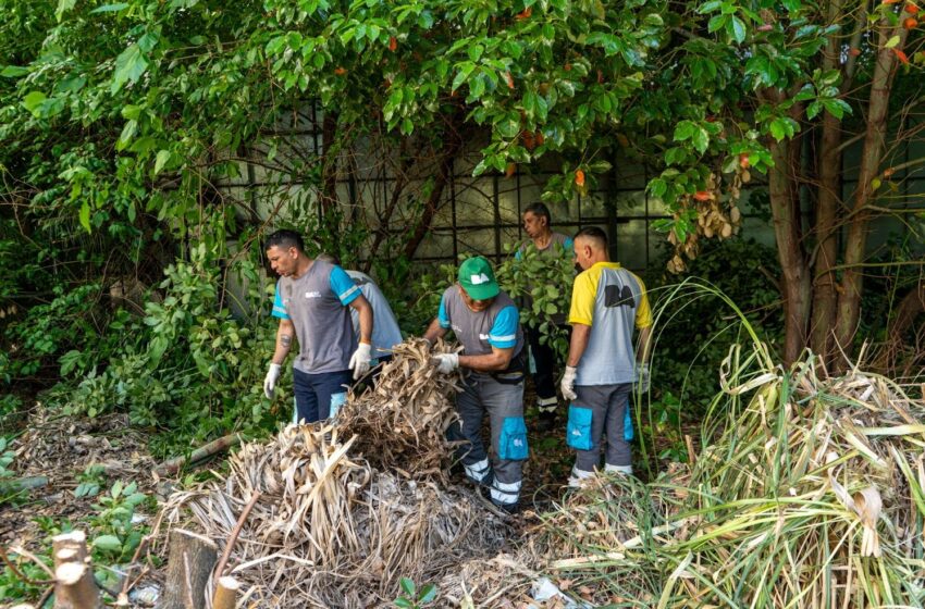  La Ciudad intensifica la lucha contra plagas y basura