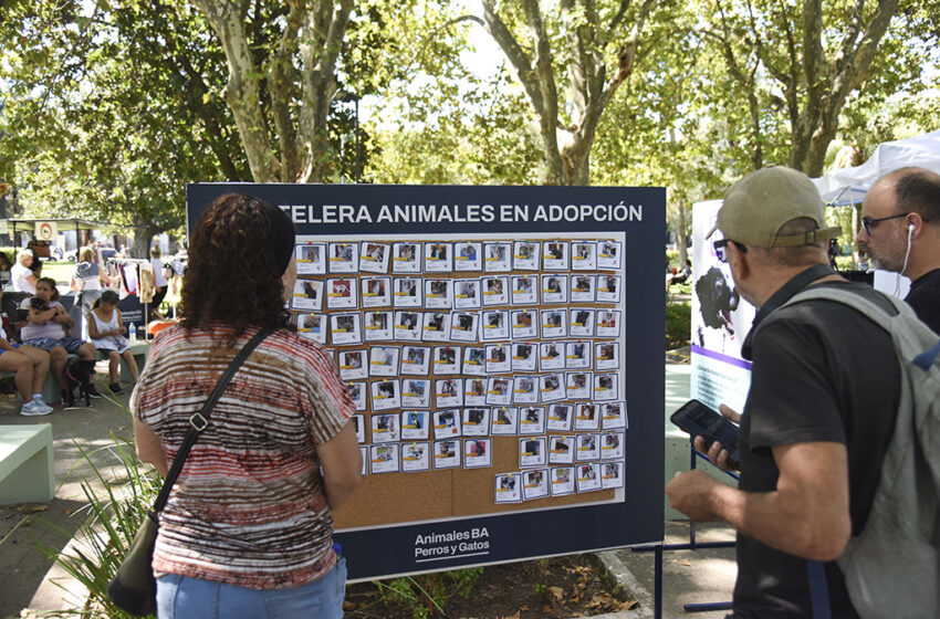  Perros y gatos esperan un hogar en una jornada especial en Caballito