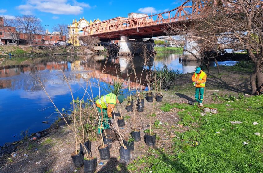  La Ciudad plantará 650 árboles nativos en el Riachuelo por el Día del Árbol