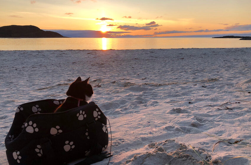  Micros y trenes habilitan mascotas y cambian la forma de viajar