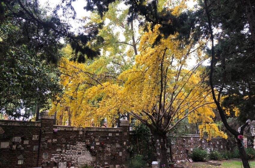  El árbol milenario que tiñe de oro la Ciudad